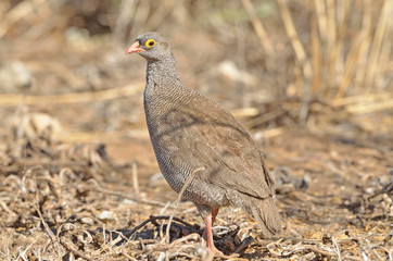 Red-billed Spurfowl