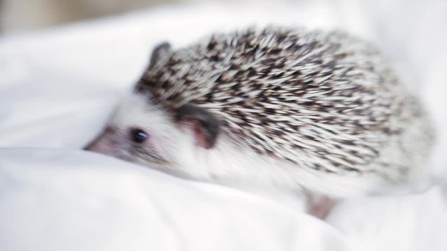 African pygmy hedgehog, pet crawling on a light white blanket