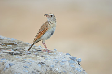 Red-capped Lark