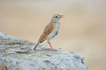 Red-capped Lark