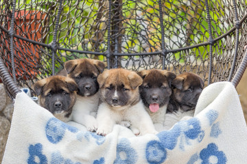 five puppies of akita lie on a plaid in an armchair in the yard