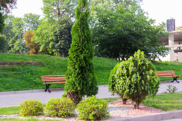 Obraz premium Beautiful alley of thuja, trees, bushes and grass in the park