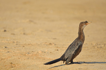 Reed Cormorant