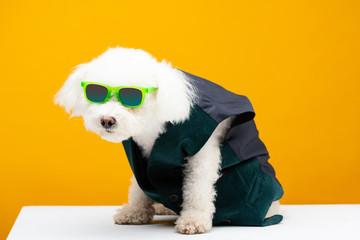 Cute bichon havanese dog in waistcoat and sunglasses on white surface isolated on yellow