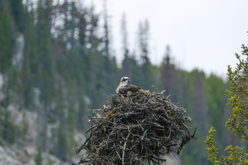 one baby eagle in a nest, Jasper National Park, Alberta, Canada