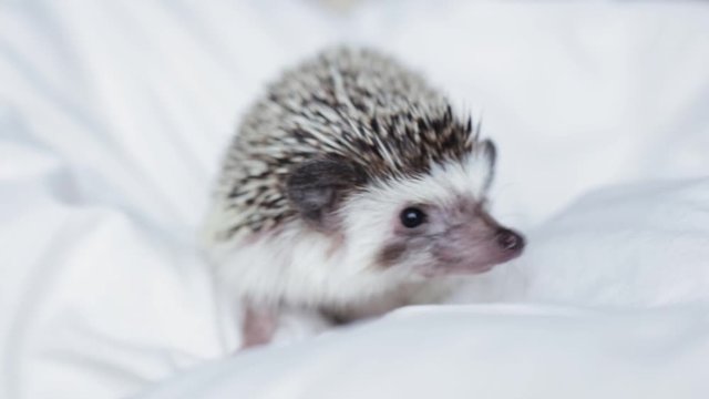 African pygmy hedgehog, pet crawling on a light white blanket