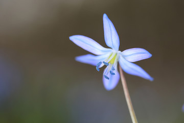 nice scilla bifolia spring flower