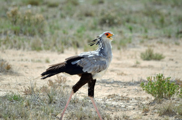 Secretarybird