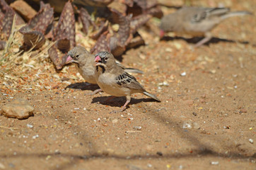Scaly-feathered Weaver