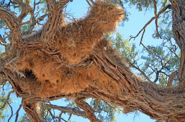 Sociable Weaver nest