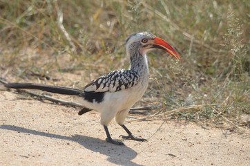 Damara Red-billed Hornbill