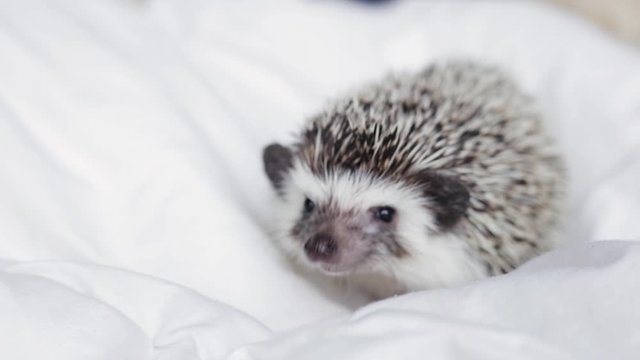 African pygmy hedgehog, pet crawling on a light white blanket