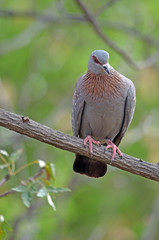 Obraz premium Speckled Pigeon