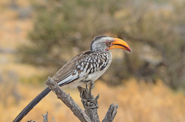 Southern Yellow-billed Hornbill