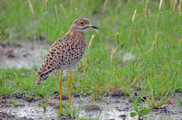Spotted Thick-knee