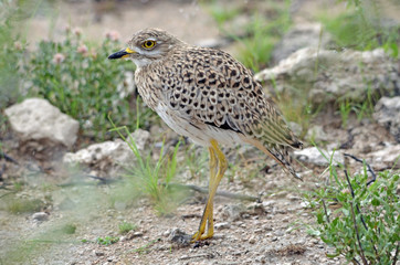 Spotted Thick-knee