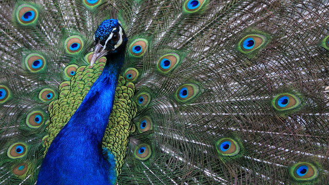 Close-up of the head of a peacock and its beautiful feathers