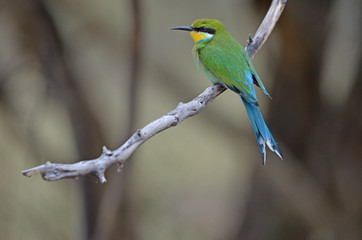 Swallow-tailed Bee-eater
