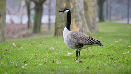 A wild goose standing on green grass in the park