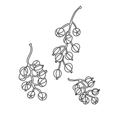 Three currant branches in doodle style. Hand drawn  vector illustration isolated on white background. Great for coloring books. Black ink.