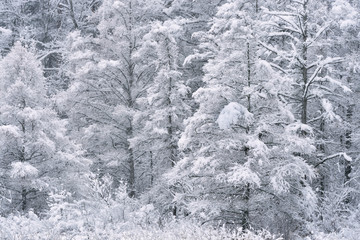 Winter landscape of a snow flocked tamarack forest, Michigan, USA