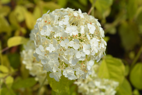 Smooth Hydrangea Annabelle