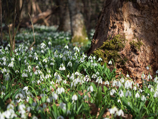 Glade with snowdrops in the spring forest.