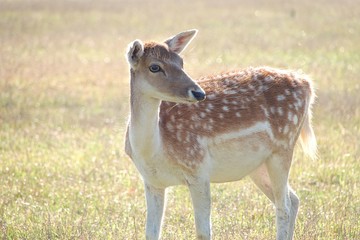 A cute deer standing on the grass in the park