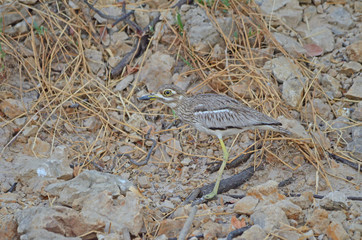 Water Thick-knee