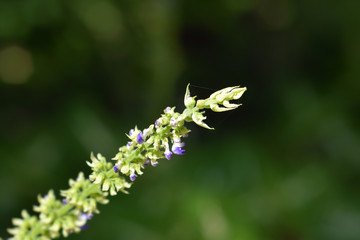 Painted nettle