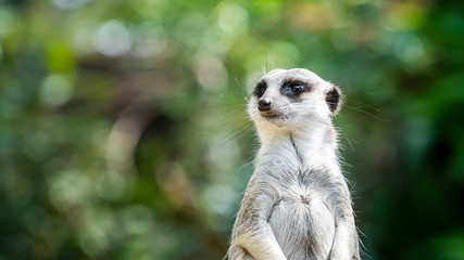 Close-up of a standing meerkat with a natural green background