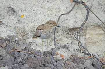 Water Thick-knee