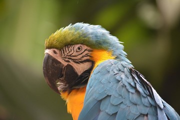 portrait of a magnificent macaw bird close up