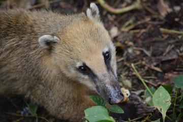 the South American coati in the wild, close- up