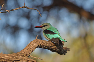 Woodland Kingfisher