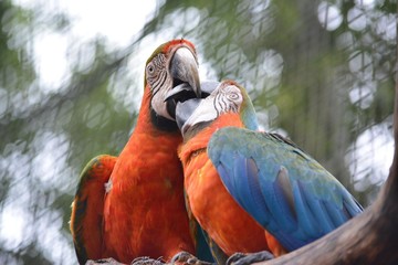 Tropical Kisses parrots close up