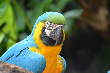 tropical macaw parrot close up
