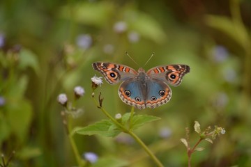 in the foreground a multicolored butterfly is pollinating a flower