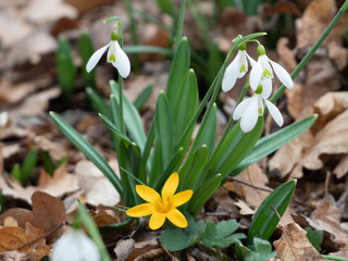 Glade with snowdrops in the spring forest.