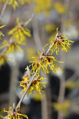 Witch Hazel Arnold Promise