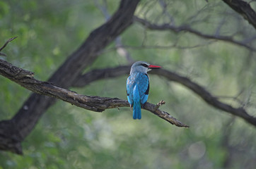 Woodland Kingfisher