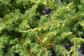 Shore Juniper Schlager