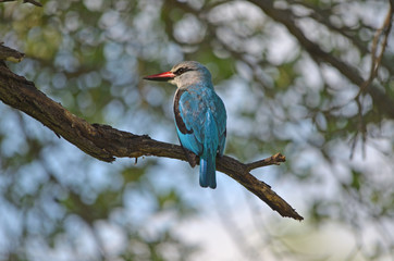 Woodland Kingfisher