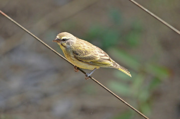 Yellow-fonted Canary