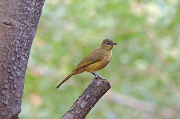 Yellow-bellied Greenbul