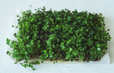 Arugula and watercress microgreen