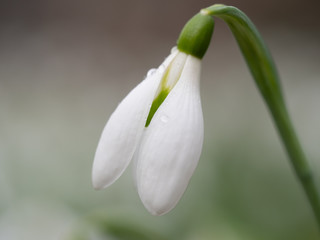 Snowdrops close-up. Glade with snowdrops in the spring forest.