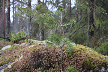 Fototapeta premium spruce on stone