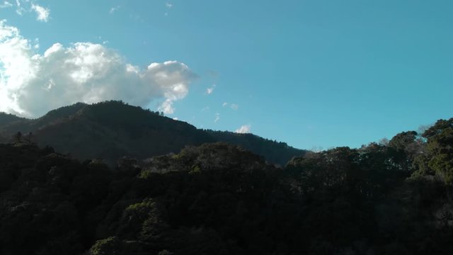 山の木々