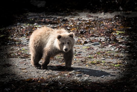  Sc&ouml;nes Hintergrundbild f&uuml;r Bildschirme  und Desktops - Kleiner niedlicher Grizzlyb&auml;r